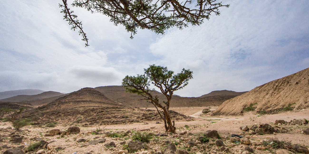 Why is Frankincense essential oil so special? - Tisserand