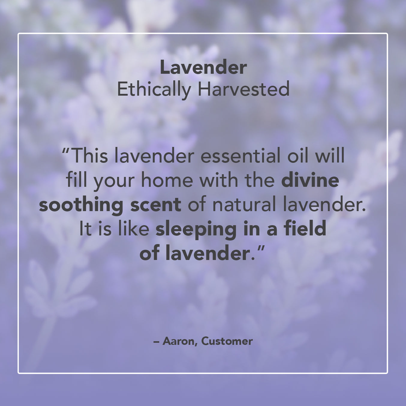 Lavender Ethically Harvested