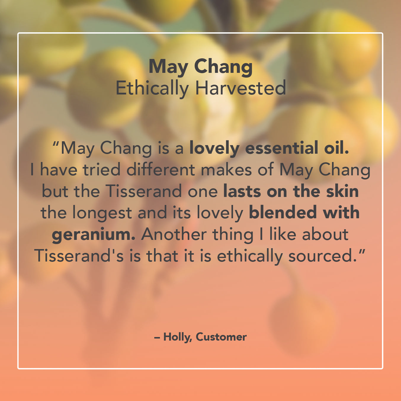 May Chang Essential Oil