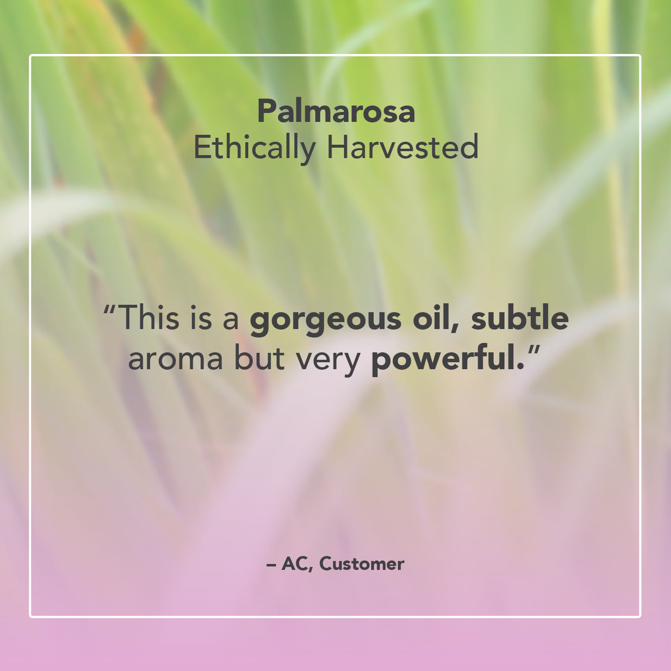 Palmarosa Essential Oil