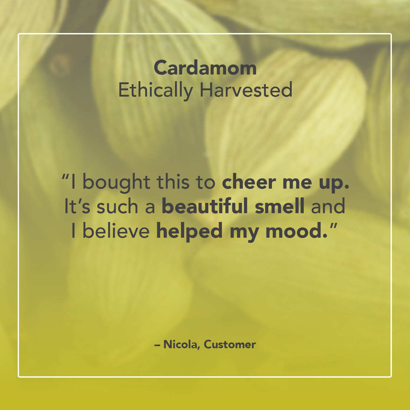 Cardamom Essential Oil