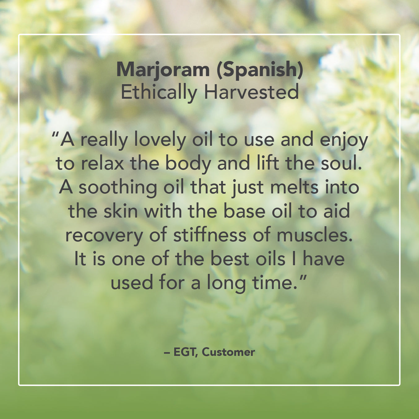 Marjoram Spanish Essential Oil