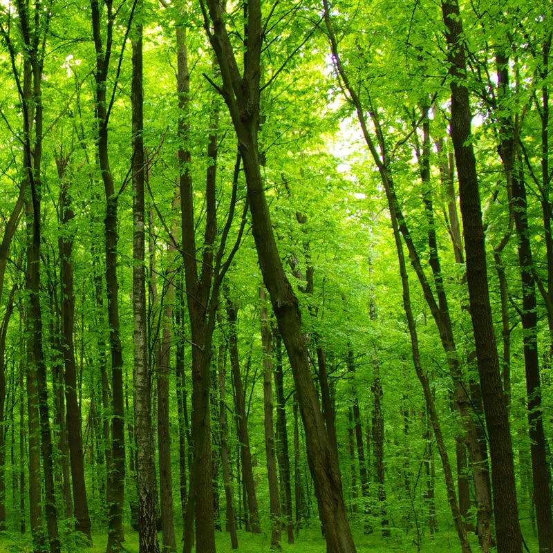 Forest Stream