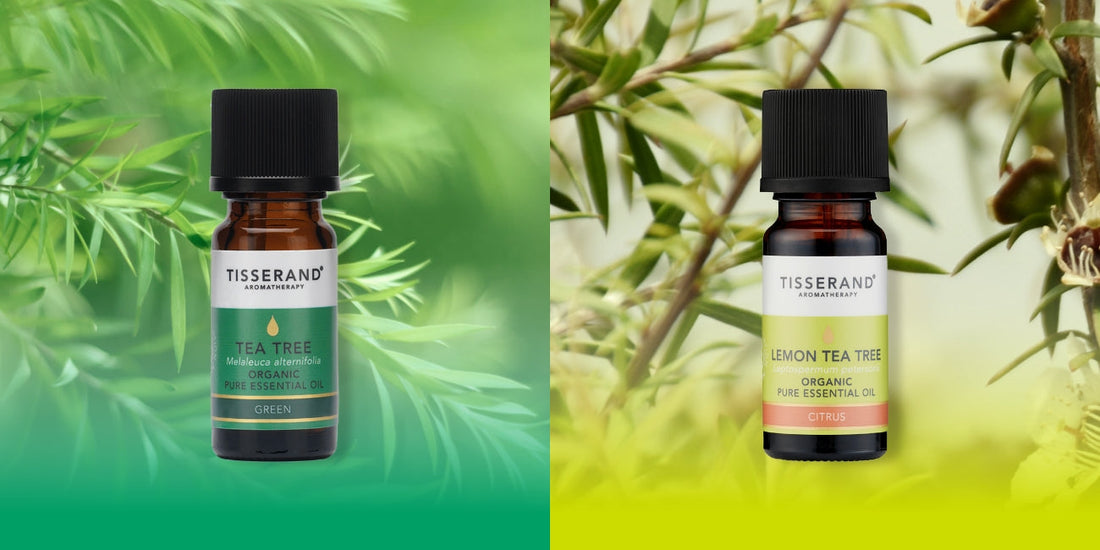 Tea Tree vs Lemon Tea Tree: Choosing the Right Essential Oil