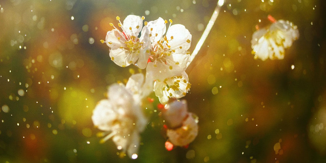 Essential Oils for Hayfever: Natural Support and Expert Blends to Try
