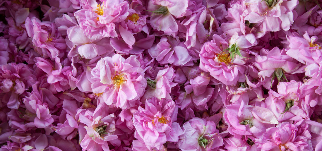 Rose Queen Of Flowers