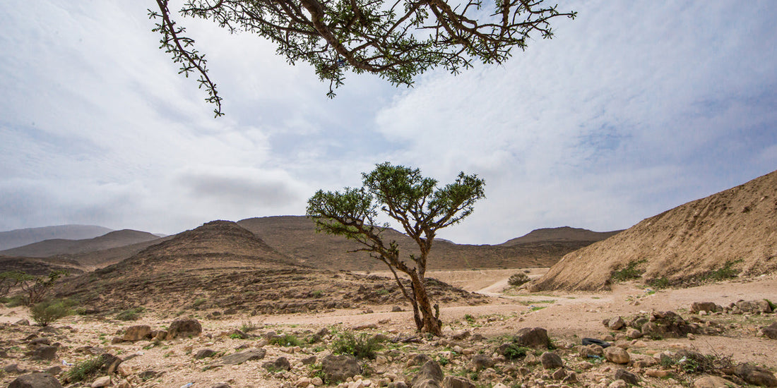 What makes Frankincense oil so special