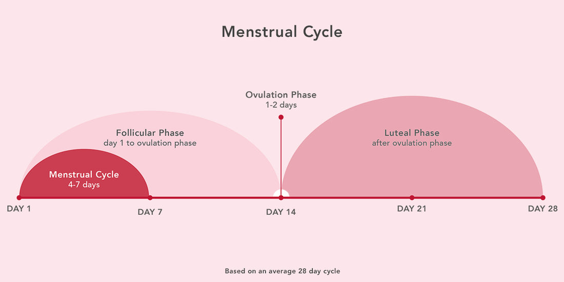 menstrual cycle