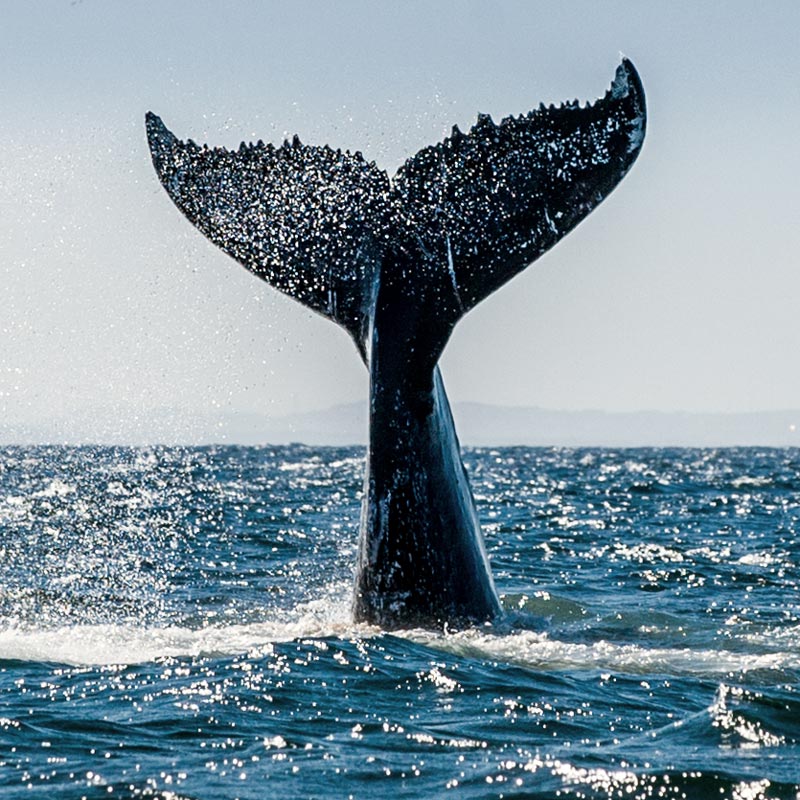 05: Blue Whale Lullaby