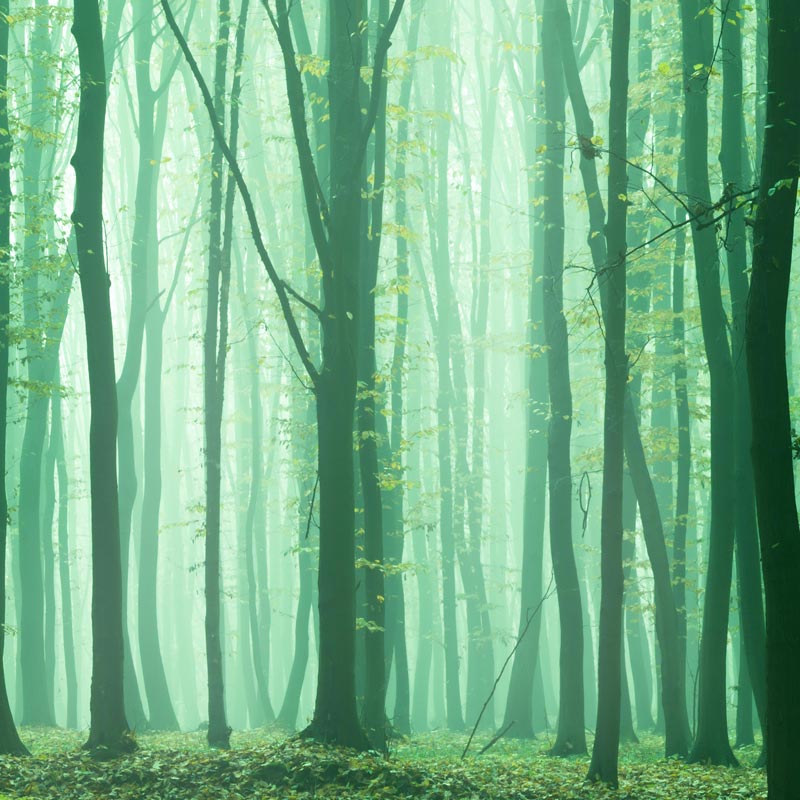 10: Calming Tree Wind