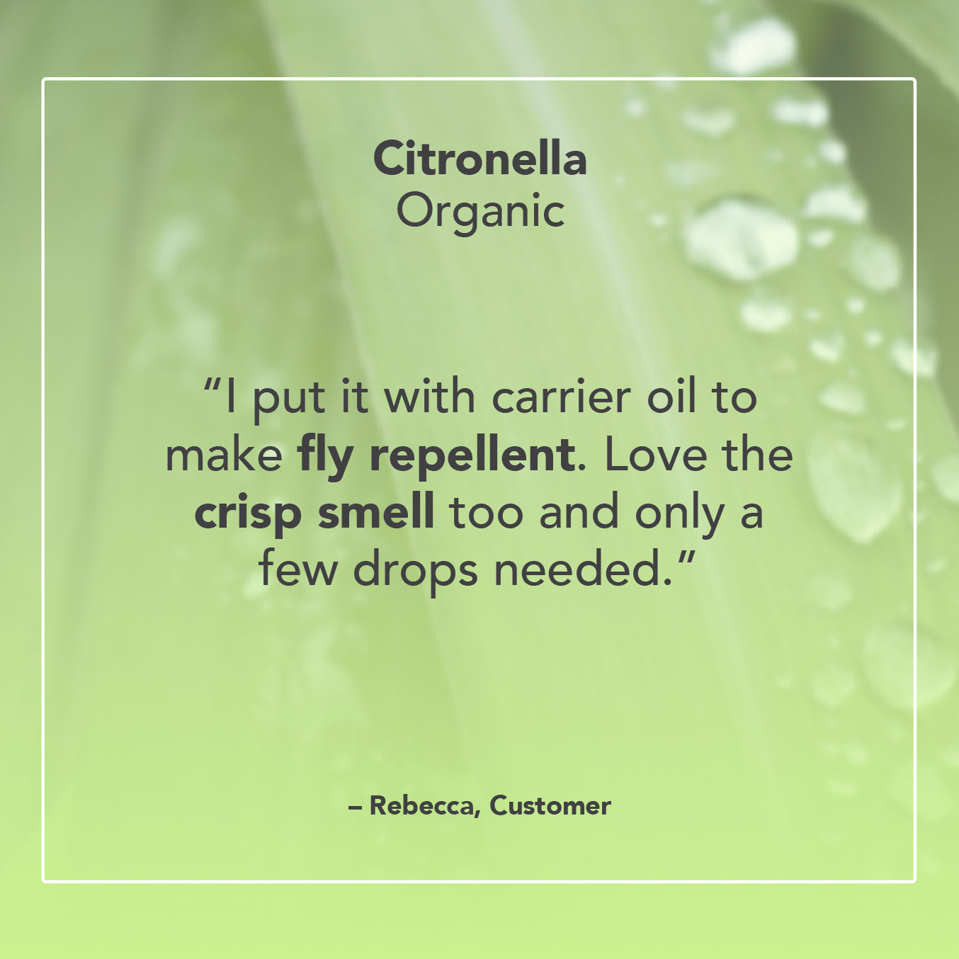 Citronella Essential Oil