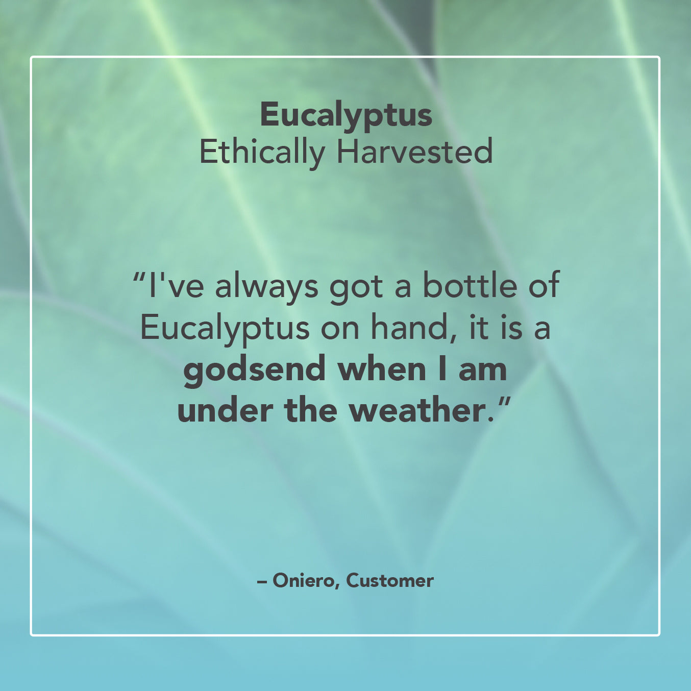 Eucalyptus Ethically Harvested Essential Oil