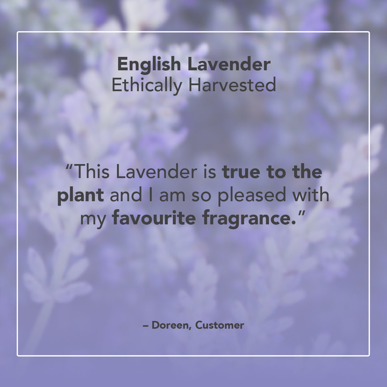 English Lavender Essential Oil