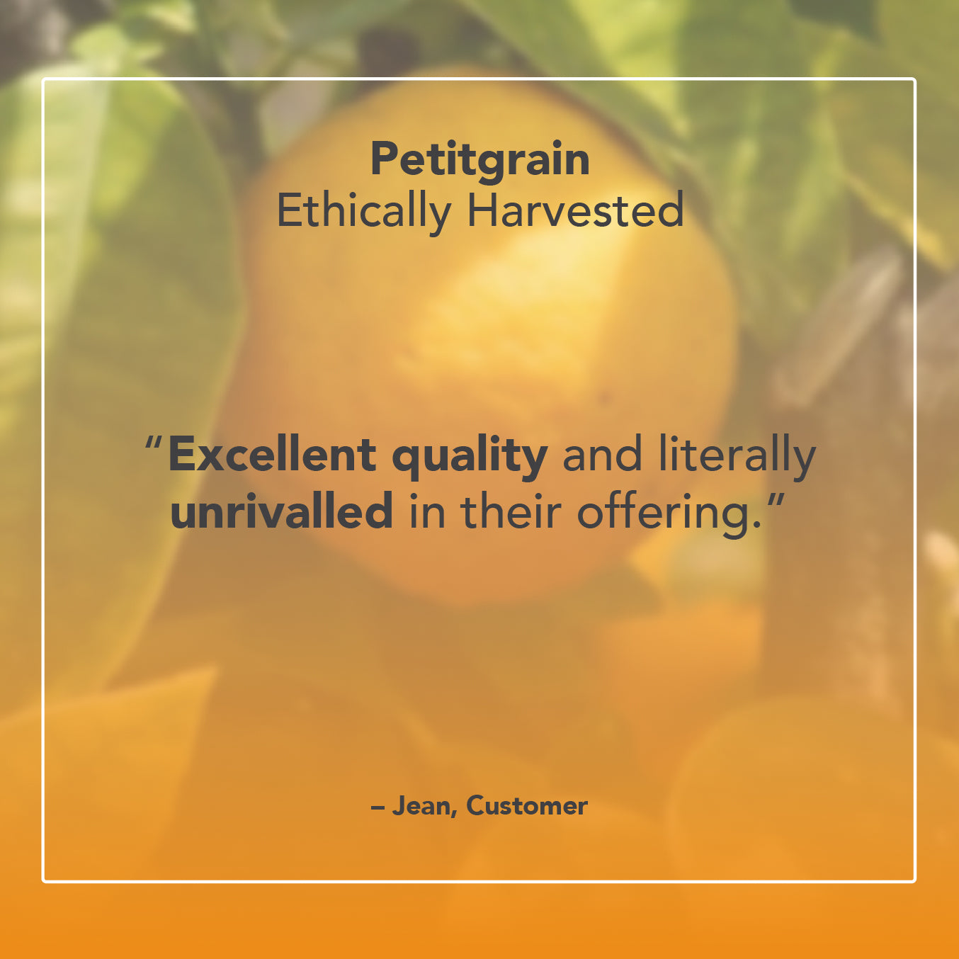 Petitgrain Essential Oil