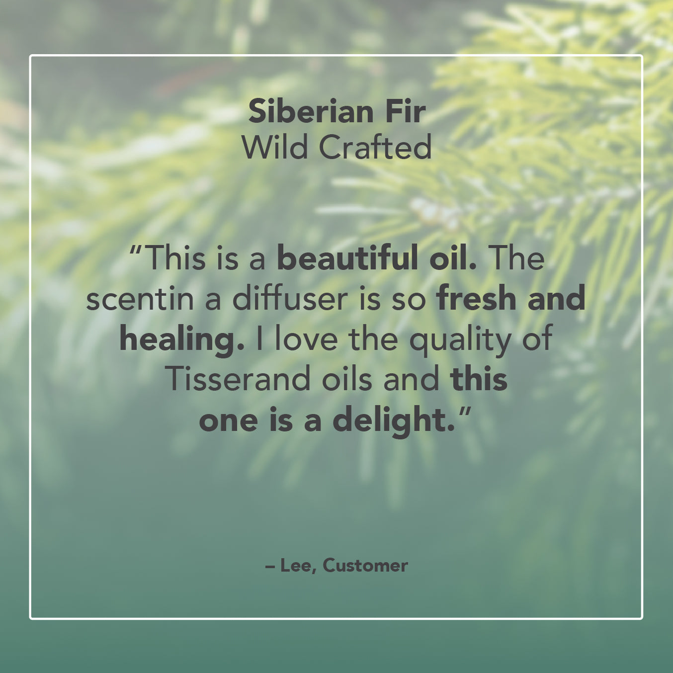 Siberian Fir Essential Oil