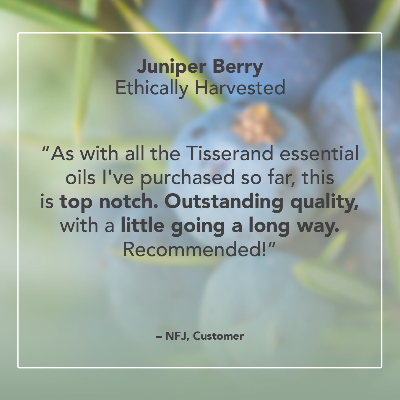 Juniper Berry Essential Oil