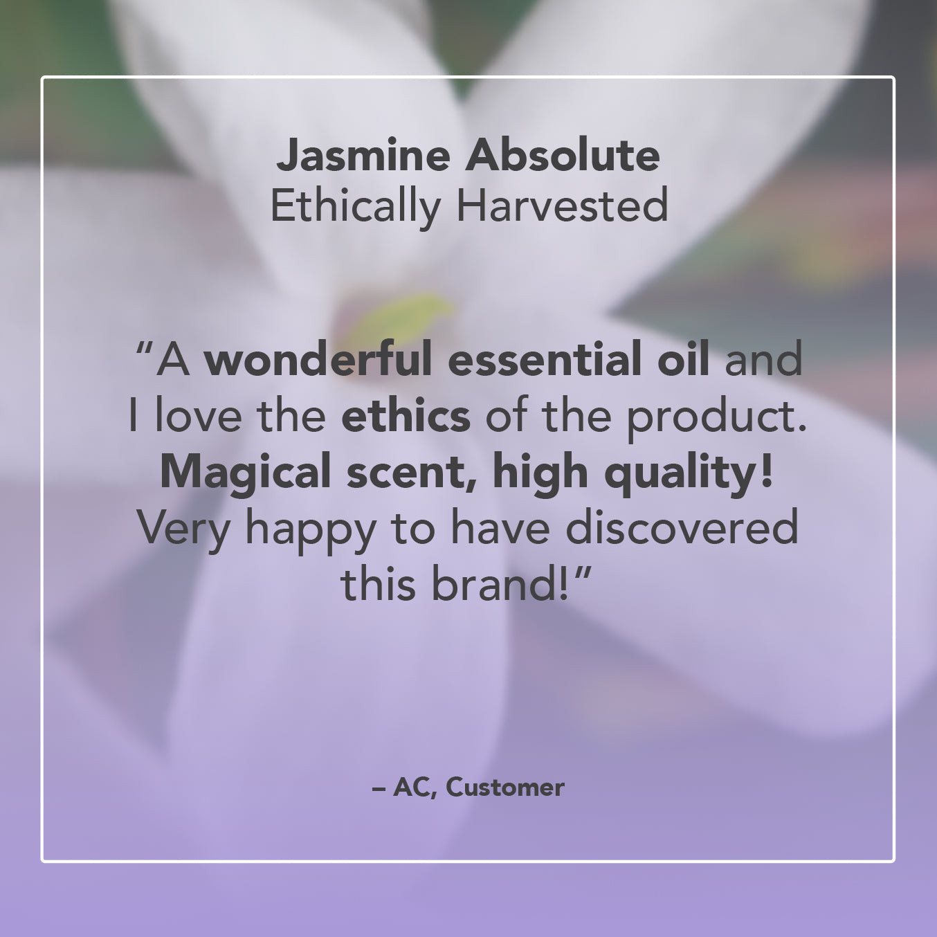 Jasmine Absolute Oil