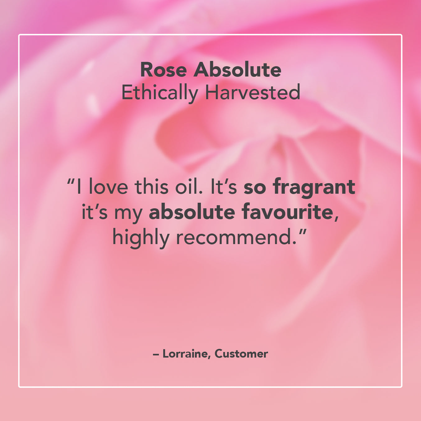 Rose Absolute Oil