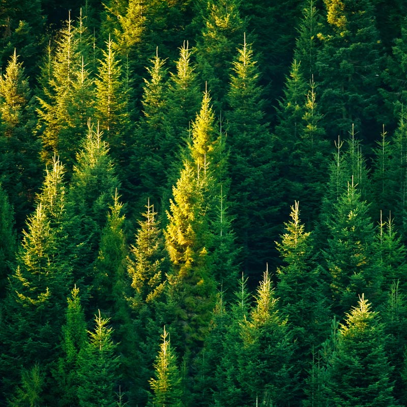 09: Relaxing Forest and Campfire